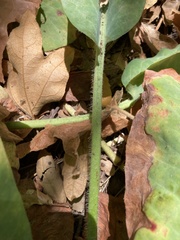 Anemopsis californica