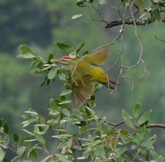 Picus squamatus