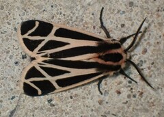 Apantesis phalerata