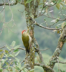 Picus squamatus