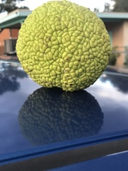 Maclura