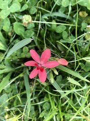 Freesia laxa