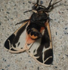 Apantesis phalerata