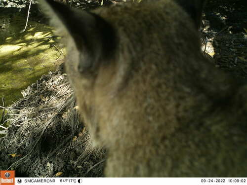iNaturalist observation photo of Bobcat