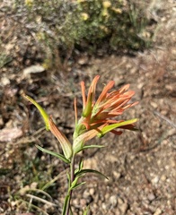 Castilleja linariifolia
