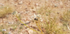 Allium polyrhizum