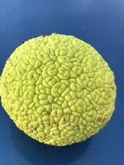 Maclura