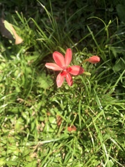 Freesia laxa