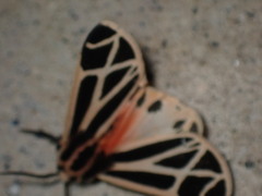 Apantesis phalerata