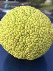 Maclura
