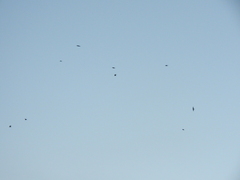 Hirundo rustica