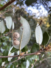 Paracraspis guadaloupensis