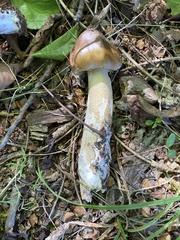 Amanita arocheae