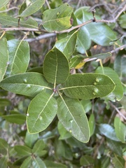 Aceria mackiei