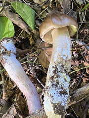 Amanita arocheae