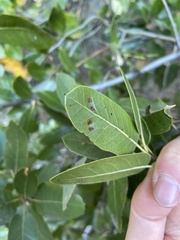 Aceria mackiei