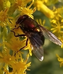 Lucilia