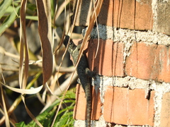Sceloporus torquatus