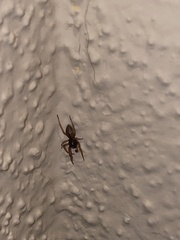 Trachelidae
