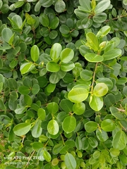 Ficus microcarpa latifolia