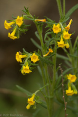 Lithospermum