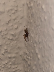 Trachelidae