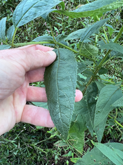 Scrophularia marilandica