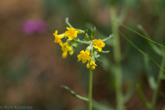 Lithospermum