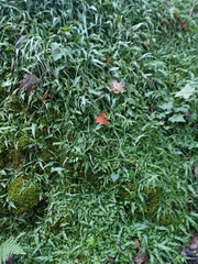 Asplenium rhizophyllum