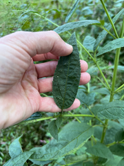 Scrophularia marilandica