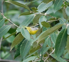 Phylloscopus xanthoschistos