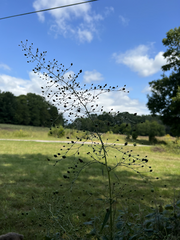 Scrophularia marilandica