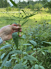 Scrophularia marilandica