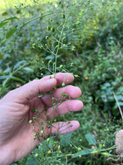 Scrophularia marilandica