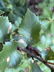 Disholandricus chrysolepidis