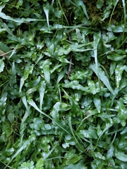 Asplenium rhizophyllum