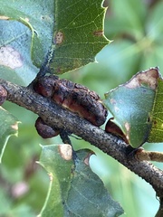 Disholandricus chrysolepidis