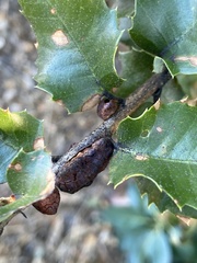 Disholandricus chrysolepidis