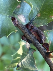 Disholandricus chrysolepidis