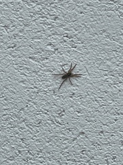 Artoriopsis