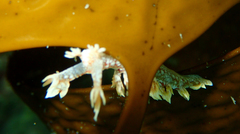 Bornella hermanni