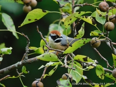 Aegithalos concinnus