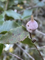 Heteroecus sanctaeclarae