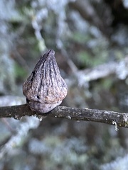 Heteroecus sanctaeclarae