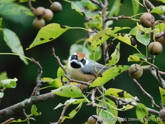 Aegithalos concinnus