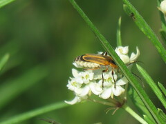 Chauliognathus marginatus