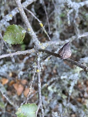 Heteroecus sanctaeclarae