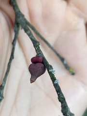 Heteroecus sanctaeclarae