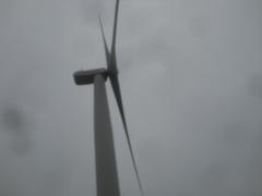 Chroicocephalus ridibundus