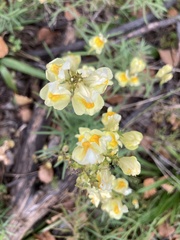 Linaria vulgaris